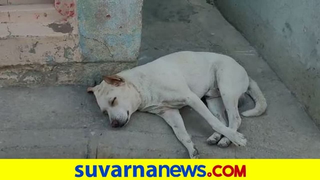 Acid Attack: ಬೀದಿ ನಾಯಿ ಮೇಲೆ ಆಸಿಡ್ ಎರಚಿದ ಪುಂಡರು.. ಯಾವ ಶಿಕ್ಷೆ ಕೊಟ್ಟರೂ ಕಡಿಮೆಯೇ! Acid Attack: ಬೀದಿ ನಾಯಿ ಮೇಲೆ ಆಸಿಡ್ ಎರಚಿದ ಪುಂಡರು.. ಯಾವ ಶಿಕ್ಷೆ ಕೊಟ್ಟರೂ ಕಡಿಮೆಯೇ!