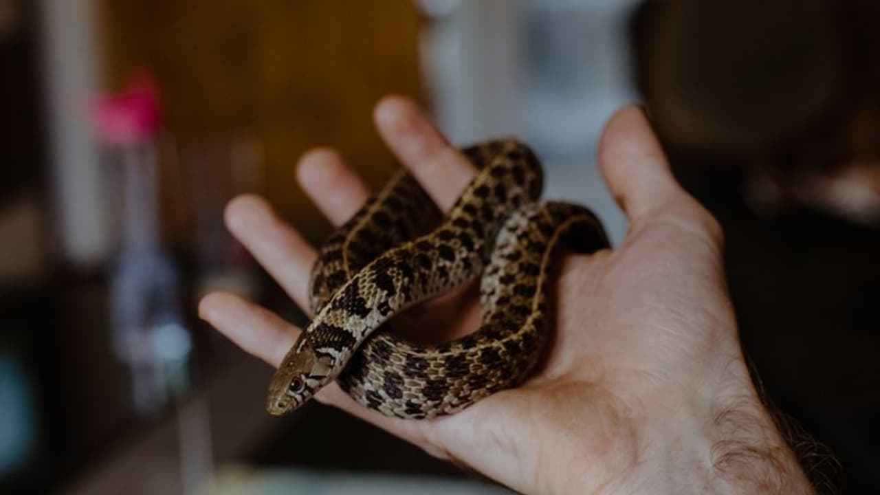 Reptiles Found : യുഎസ് അതിര്ത്തിയില് എത്തിയ യുവാവിന്റെ പാന്റിലും ജാക്കറ്റിലുമായി ഒമ്പത് പാമ്പുകള്! Reptiles Found : യുഎസ് അതിര്ത്തിയില് എത്തിയ യുവാവിന്റെ പാന്റിലും ജാക്കറ്റിലുമായി ഒമ്പത് പാമ്പുകള്!