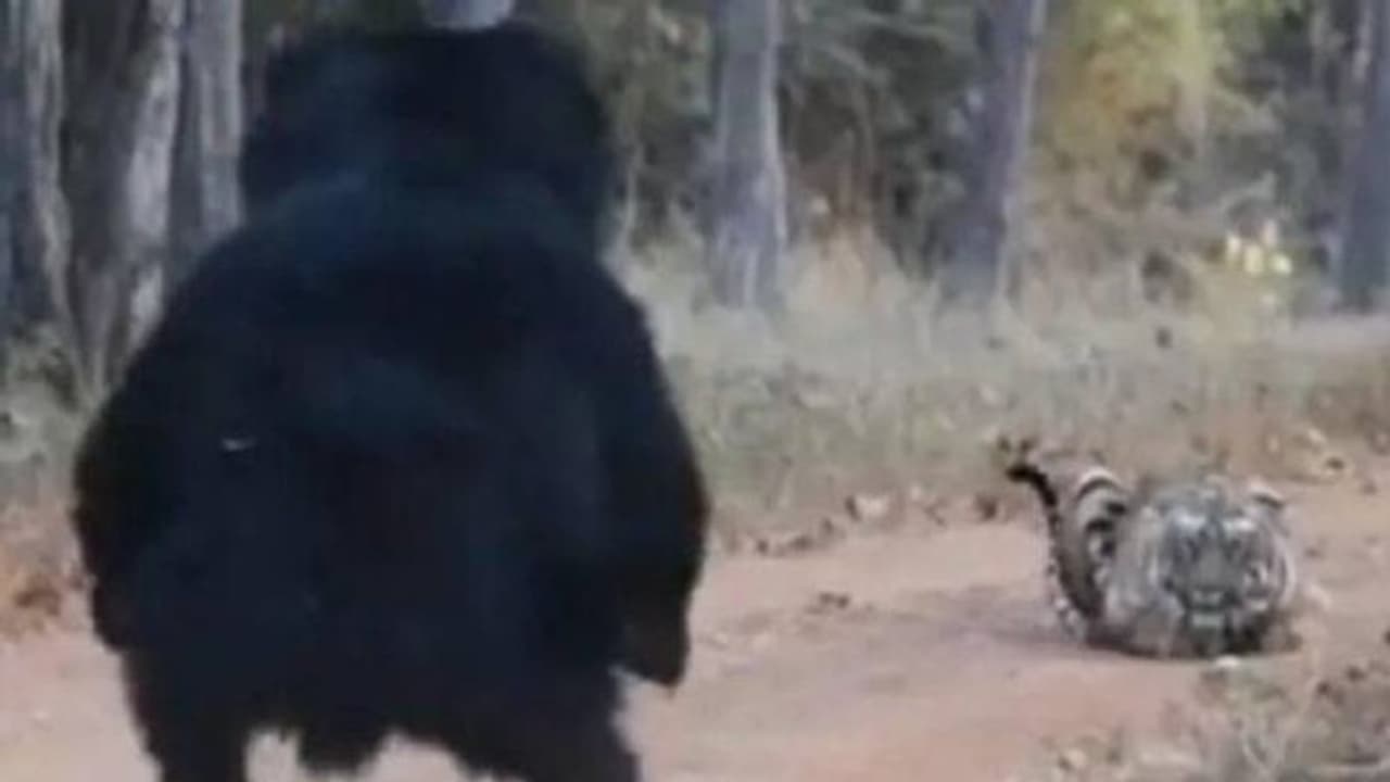 പരസ്പരം ഏറ്റുമുട്ടി കടുവയും കരടിയും, വീഡിയോ സോഷ്യൽ മീഡിയയിൽ വൈറൽ പരസ്പരം ഏറ്റുമുട്ടി കടുവയും കരടിയും, വീഡിയോ സോഷ്യൽ മീഡിയയിൽ വൈറൽ