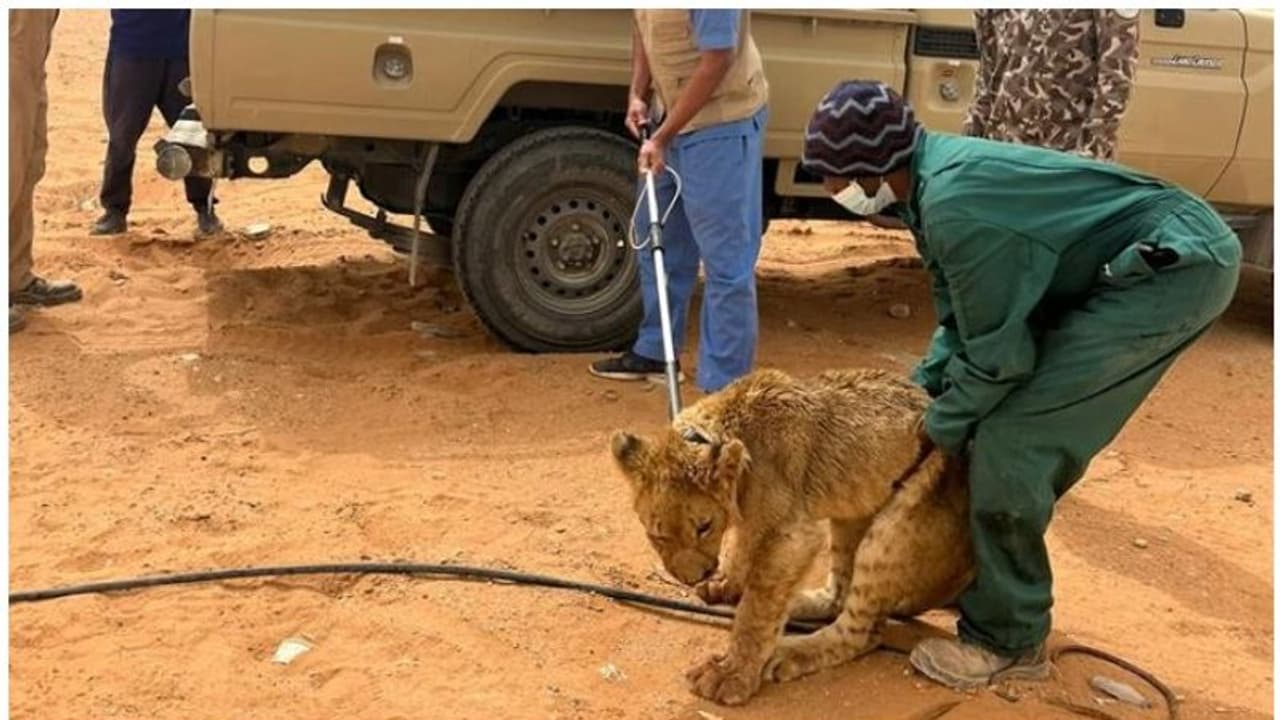റിയാദ് നഗരത്തിലെ റോഡിൽ അലഞ്ഞ സിംഹത്തിന് കാറിടിച്ച് പരിക്ക് റിയാദ് നഗരത്തിലെ റോഡിൽ അലഞ്ഞ സിംഹത്തിന് കാറിടിച്ച് പരിക്ക്