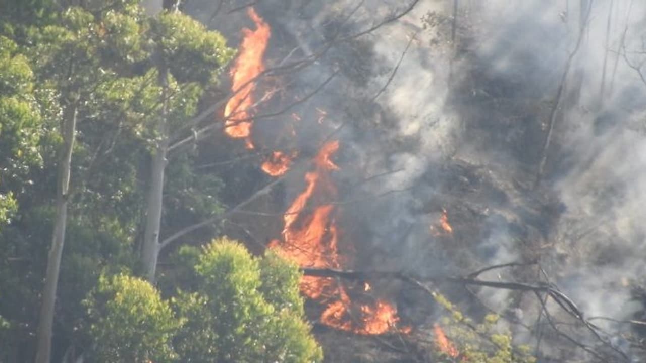 கொழுந்து விட்டு எரியும் காட்டுத்தீ.. வானை முட்டுமளவு புகைமண்டலம்.. இரண்டு நாளாக போராடும் வனத்துறை..