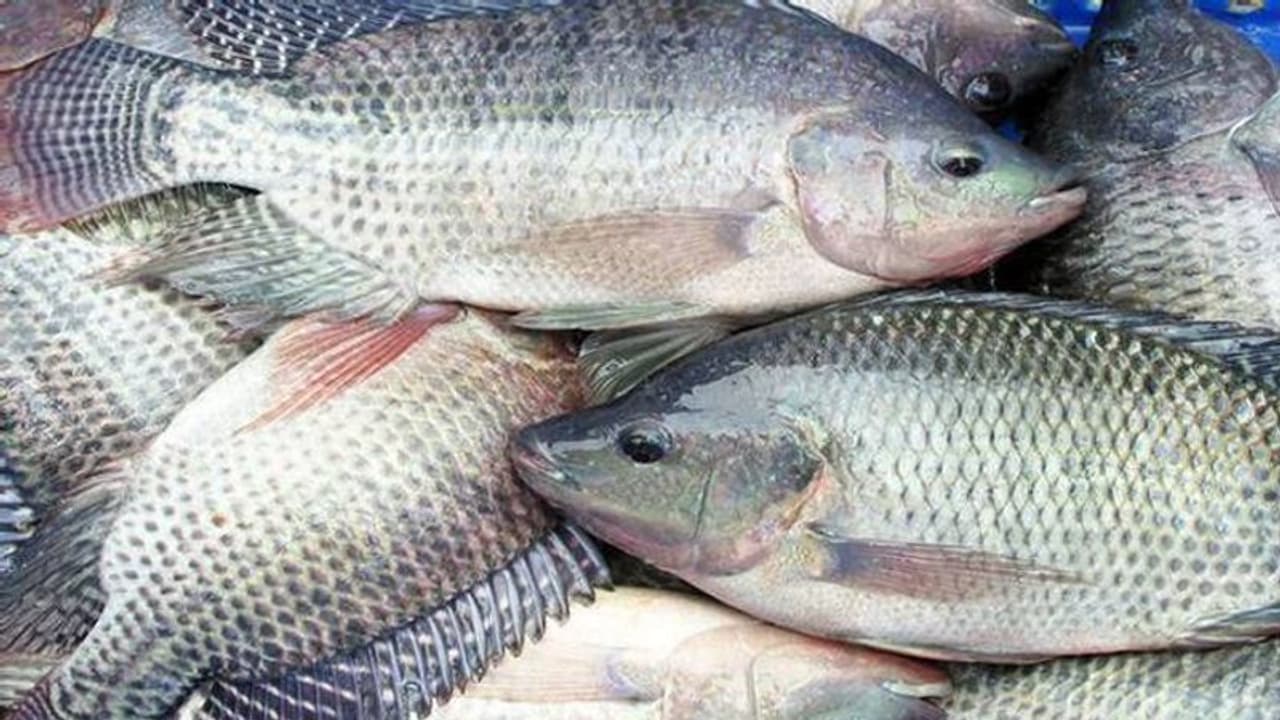 ഇനി തിലാപ്പിയ വളര്‍ത്താം അക്വാപോണിക്‌സ് വഴി