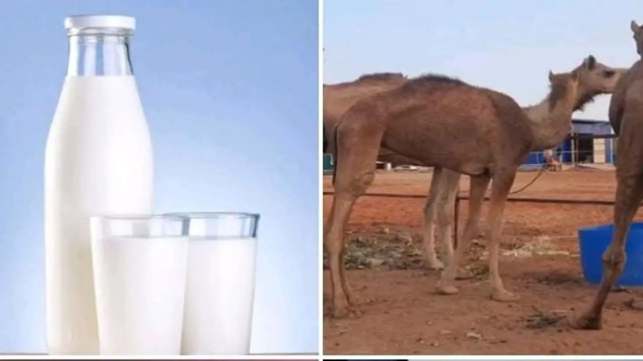 சர்க்கரை நோய்க்கு சிறந்தது ஒட்டகப் பால்.. நிபுணர்கள் சொல்லும் மொத்த நன்மைகள் பற்றி தெரிஞ்சா ஆச்சரியப்படுவீங்க சர்க்கரை நோய்க்கு சிறந்தது ஒட்டகப் பால்.. நிபுணர்கள் சொல்லும் மொத்த நன்மைகள் பற்றி தெரிஞ்சா ஆச்சரியப்படுவீங்க