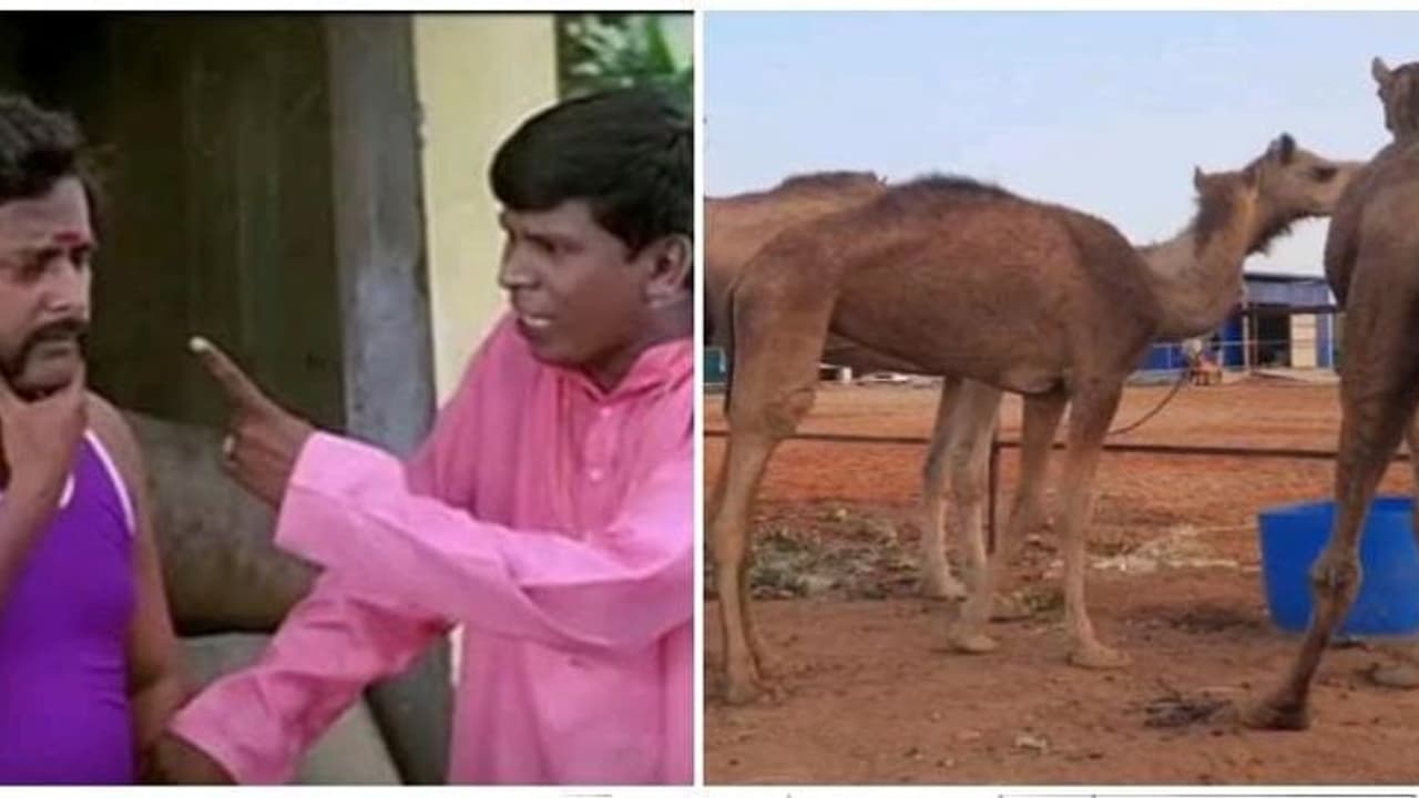 ஒட்டகப்பால் டீ வேணுமா கோவைக்கு வாங்க...! டீ வெறும் ரூ 70 மட்டும் தான்...!