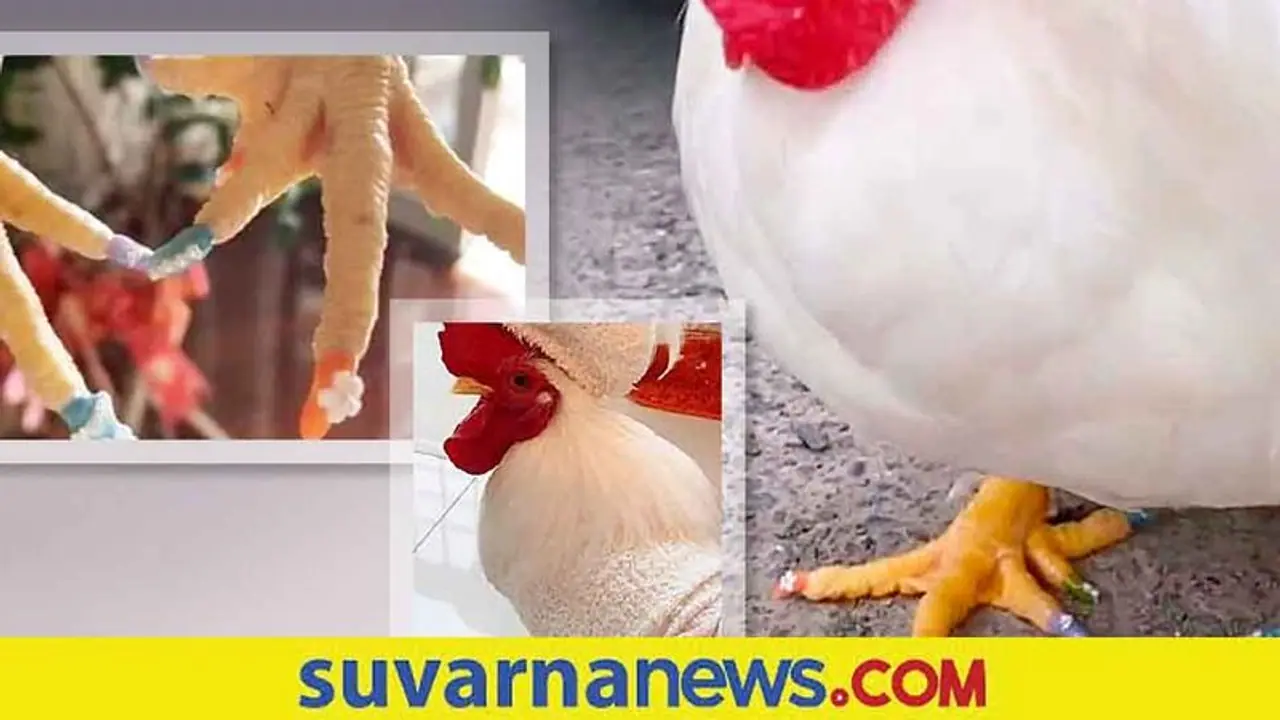 Pet Pedicure: ಕೋಳಿಗೆ ಪೆಡಿಕ್ಯೂರ್ ಮಾಡಿ ಪ್ರಸಿದ್ಧಿಯಾದ ಮಹಿಳೆ