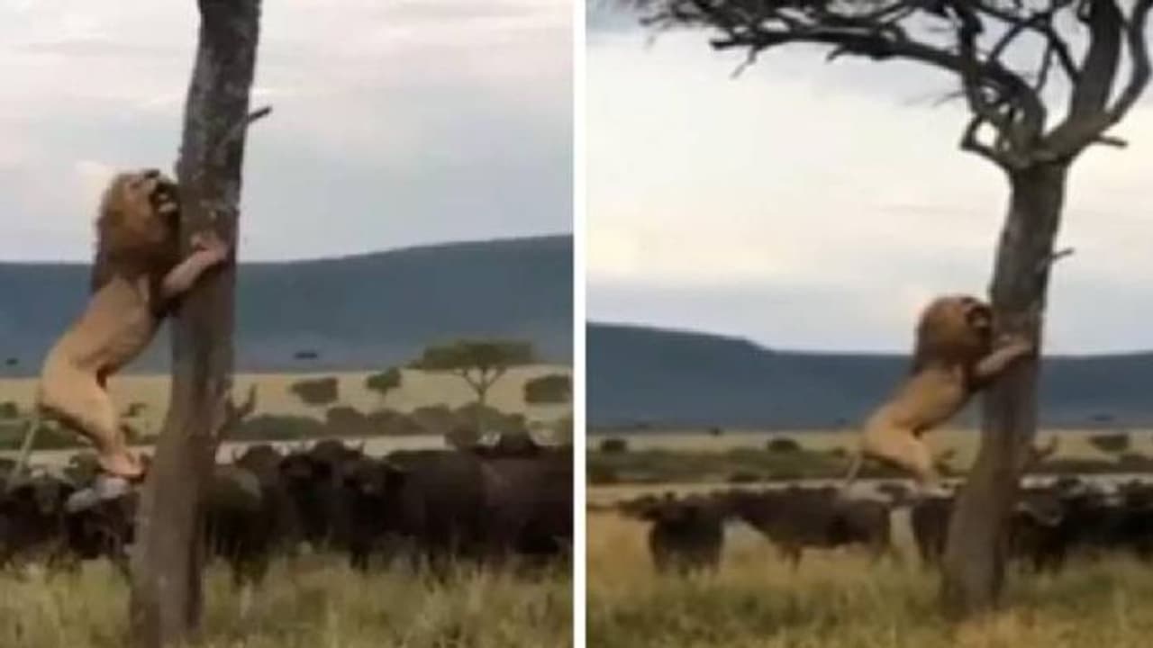 Lion climbing tree : കലിതുള്ളി പോത്തിൻകൂട്ടം, ഭയന്ന് മരത്തിൽ കയറി കാട്ടിലെ രാജാവ്, വീഡിയോ വൈറൽ Lion climbing tree : കലിതുള്ളി പോത്തിൻകൂട്ടം, ഭയന്ന് മരത്തിൽ കയറി കാട്ടിലെ രാജാവ്, വീഡിയോ വൈറൽ