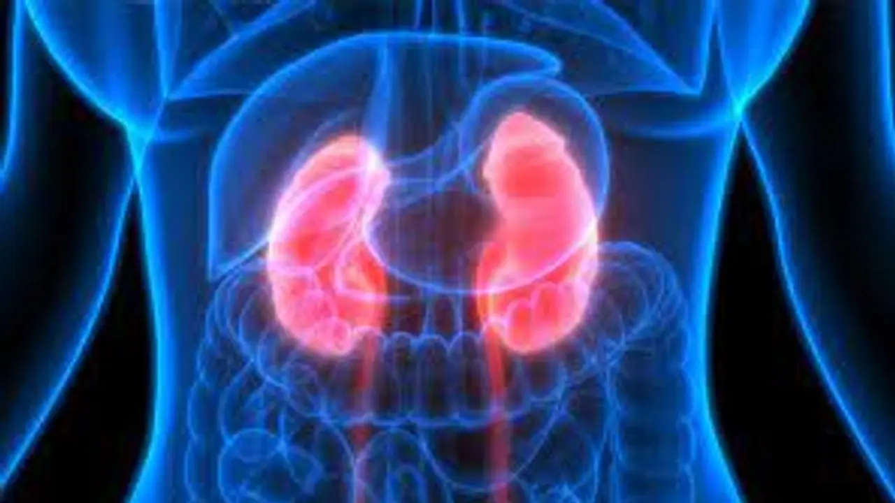 World Kidney Cancer Day 2023 : വൃക്കയിലെ കാൻസർ ; ഈ നാല് ലക്ഷണങ്ങൾ നിസ്സാരമാക്കരുത് 