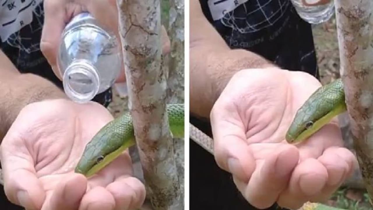 Thirsty snake : ദാഹിച്ച പാമ്പിന് കൈപ്പത്തിയിൽ വെള്ളം നൽകി, ശാന്തമായി കുടിച്ച് പാമ്പ്, വൈറലായി വീഡിയോ