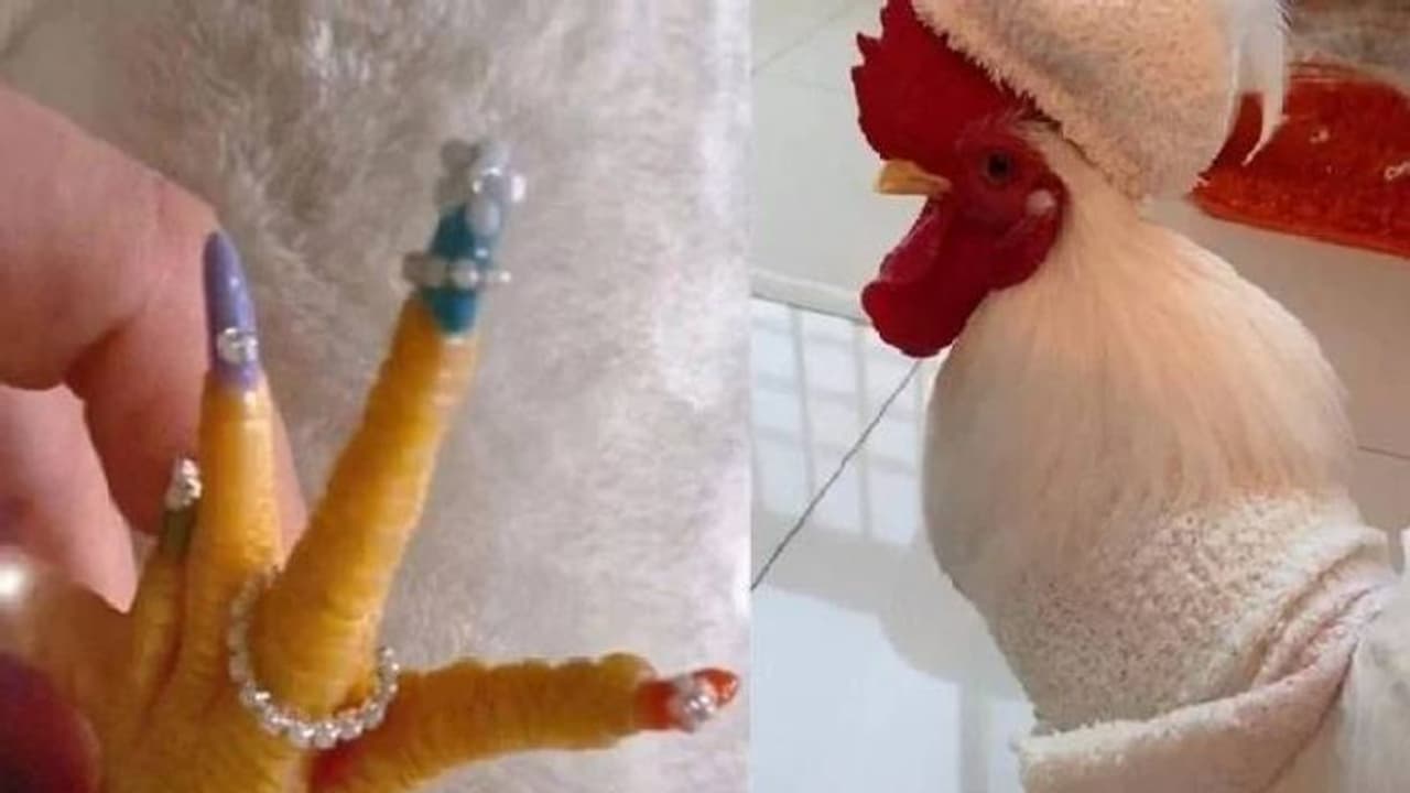 വളർത്തുകോഴിക്ക് പെഡിക്യൂർ, ചിത്രങ്ങൾ വൈറൽ, വിമർശനവും വളർത്തുകോഴിക്ക് പെഡിക്യൂർ, ചിത്രങ്ങൾ വൈറൽ, വിമർശനവും