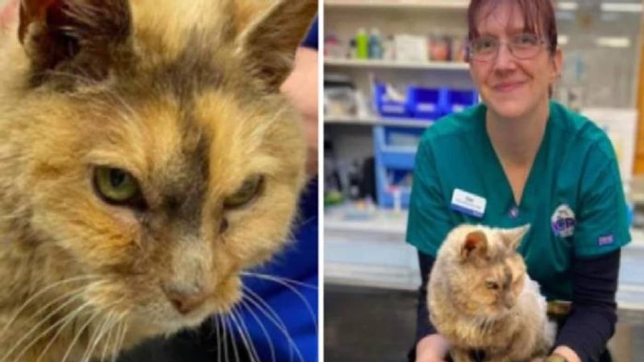 പതിനേഴര വർഷം മുമ്പ് കാണാതായ പൂച്ച അപ്രതീക്ഷിതമായി തിരികെ, ആഹ്ളാദമടക്കാനാവാതെ ഉടമ പതിനേഴര വർഷം മുമ്പ് കാണാതായ പൂച്ച അപ്രതീക്ഷിതമായി തിരികെ, ആഹ്ളാദമടക്കാനാവാതെ ഉടമ