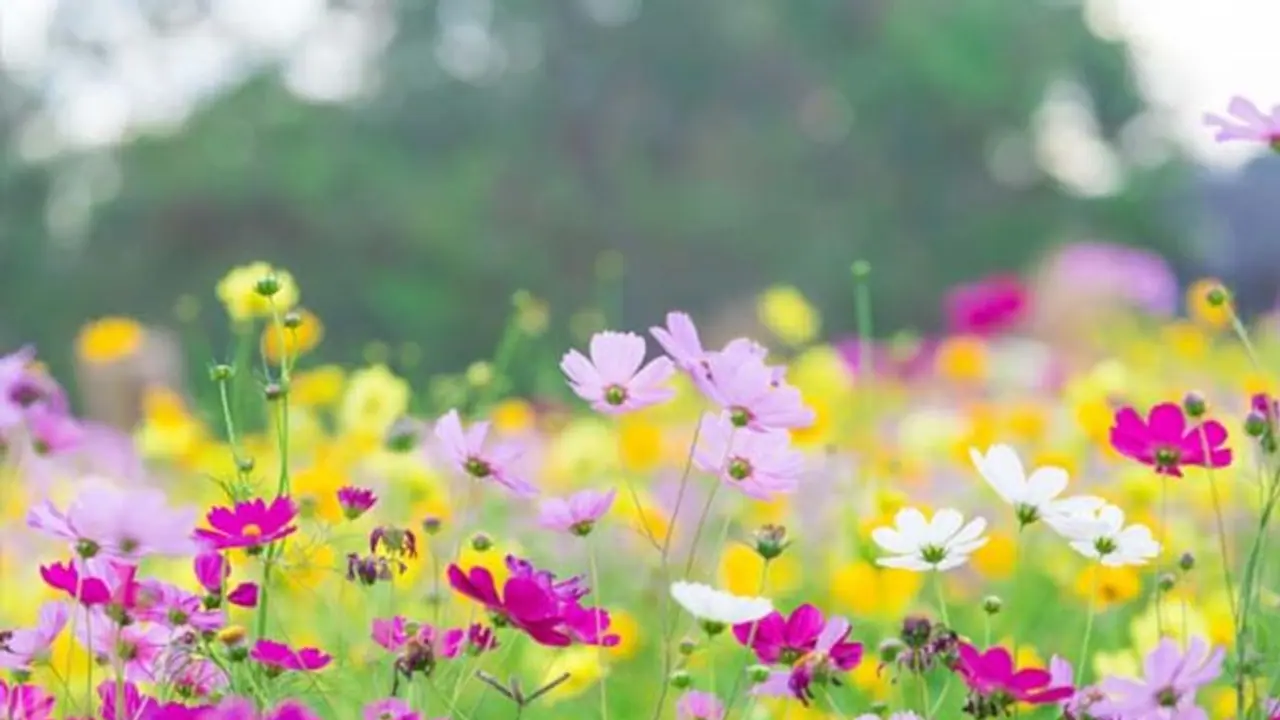 14 मार्च से 14 मई तक रहेगी वसंत ऋतु, इसे क्यों कहते हैं ऋतुराज? ग्रंथों में बताई गई है इससे जुड़ी खास बातें