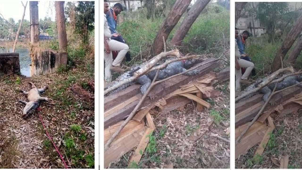 Karwar ಬಾವಿಗೆ ಬಿದ್ದು ಸಾವು ಕಂಡ ಮೊಸಳೆ! Karwar ಬಾವಿಗೆ ಬಿದ್ದು ಸಾವು ಕಂಡ ಮೊಸಳೆ!