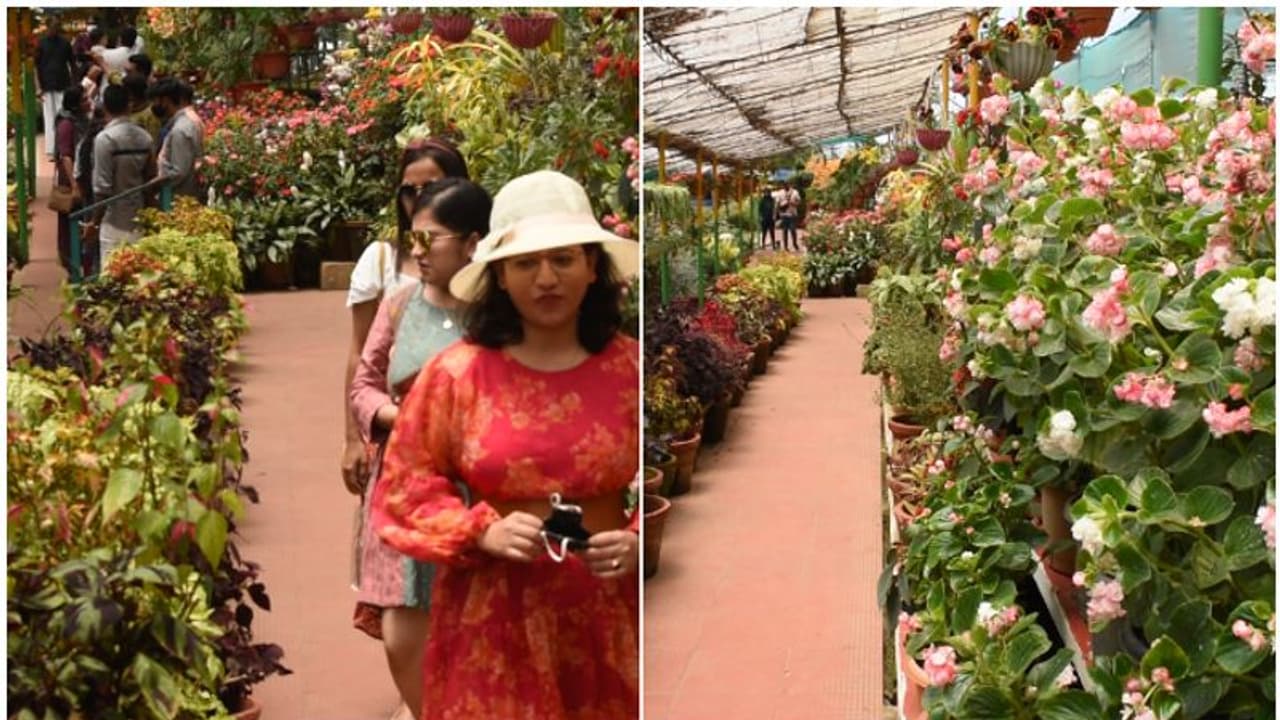 തെക്കിന്‍റെ കശ്മീരിൽ വനംവകുപ്പിന്‍റെ ഫ്‌ളവര്‍ ഗാര്‍ഡന്‍; മൂന്നാറിൽ വിനോദ സഞ്ചാരികളുടെ തിരക്കേറുന്നു
