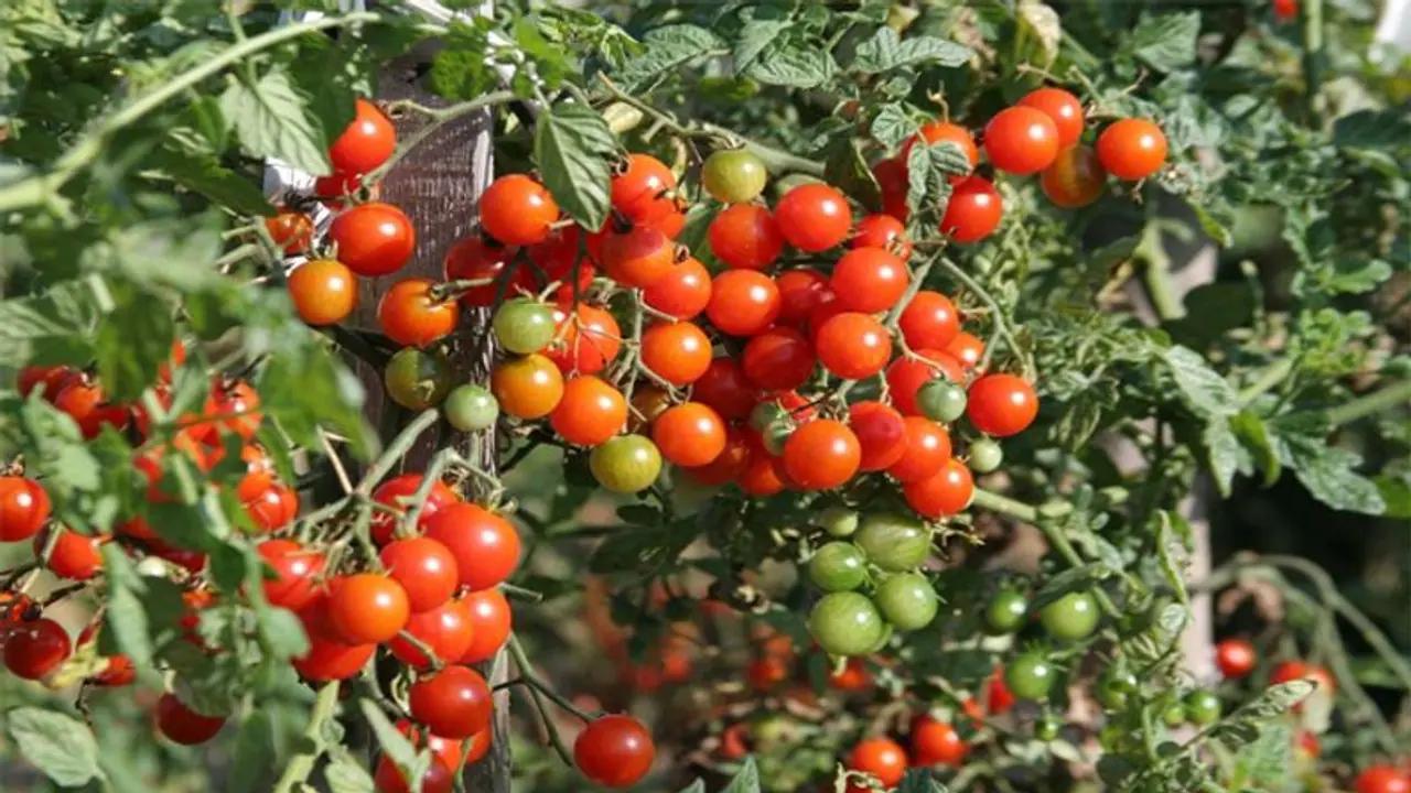 TNagriBudget 2022:தேனி, கோவை, நாகர்கோவிலுக்கு புதிய திட்டம்: தக்காளி சாகுபடிக்கு முக்கியத்துவம்