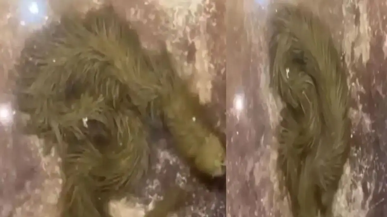 आपने नहीं देखा होगा अभी तक ऐसा सांप, रहस्यमयी स्नेक का वीडियो देख हर कोई हैरान आपने नहीं देखा होगा अभी तक ऐसा सांप, रहस्यमयी स्नेक का वीडियो देख हर कोई हैरान