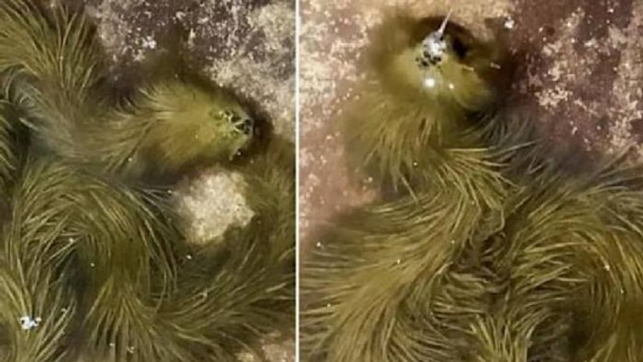 Furry green snake : ഇതെന്ത് ജീവി? പച്ചനിറത്തിൽ നിറയെ രോമം, വിചിത്രമായ രൂപത്തിലൊരു പാമ്പ്, വീഡിയോ വൈറൽ Furry green snake : ഇതെന്ത് ജീവി? പച്ചനിറത്തിൽ നിറയെ രോമം, വിചിത്രമായ രൂപത്തിലൊരു പാമ്പ്, വീഡിയോ വൈറൽ