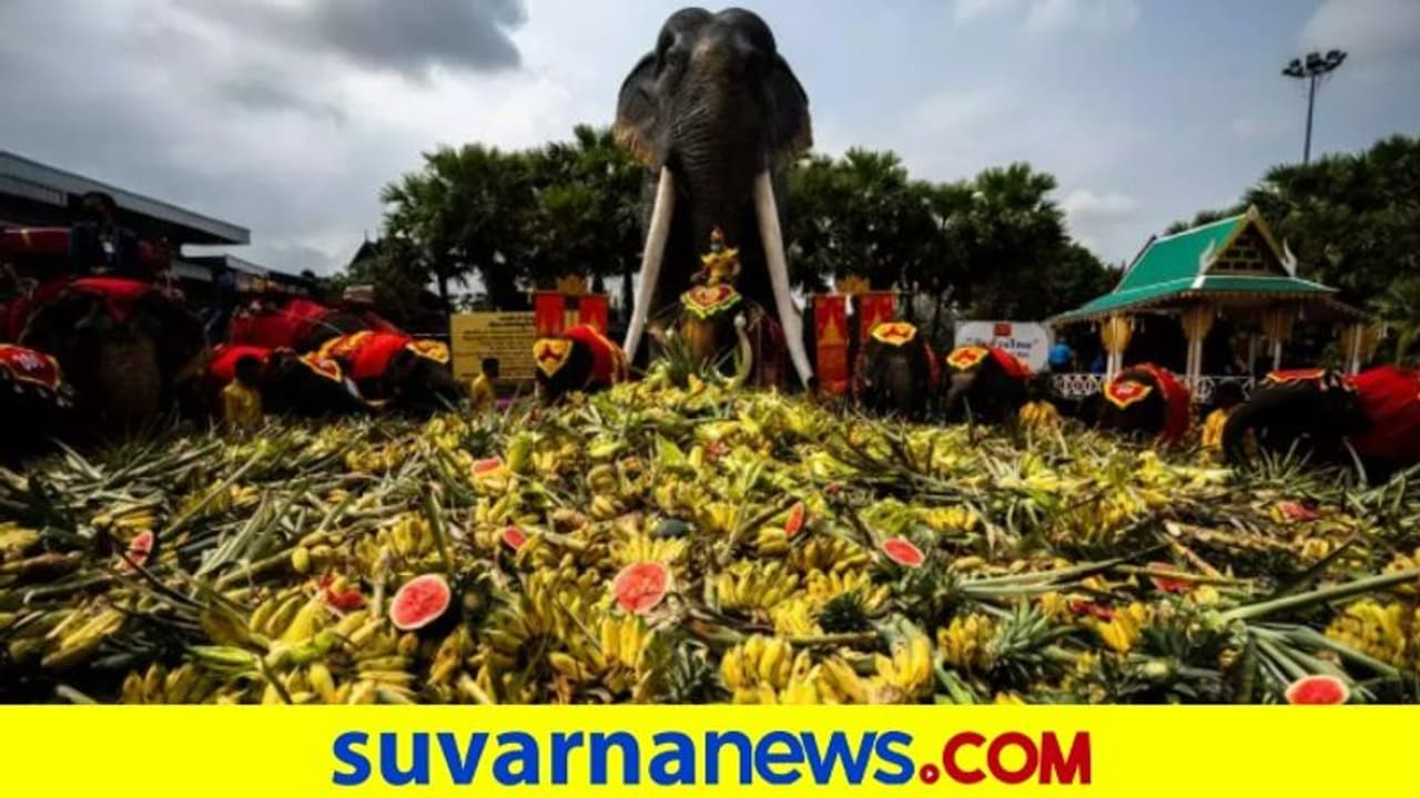 ರಾಷ್ಟ್ರೀಯ ಆನೆ ದಿನ : ಹಣ್ಣು ತರಕಾರಿಗಳ ಬಪೆ ಆಯೋಜಿಸಿ ಗಜಪಡೆಗೆ ಸನ್ಮಾನ