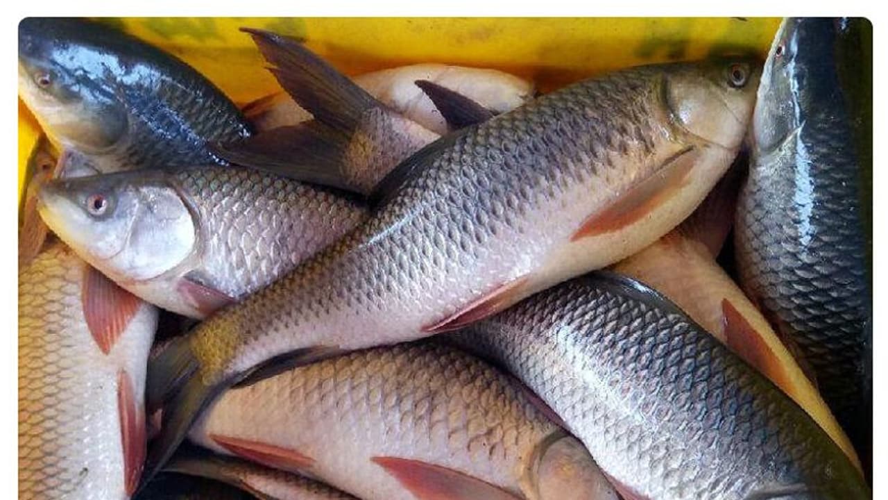 చేపల లారీ బోల్తా.. ఎగబడ్డ జనం.. అరగంటలో లోడు మొత్తం ఖాళీ.. చేపల లారీ బోల్తా.. ఎగబడ్డ జనం.. అరగంటలో లోడు మొత్తం ఖాళీ..