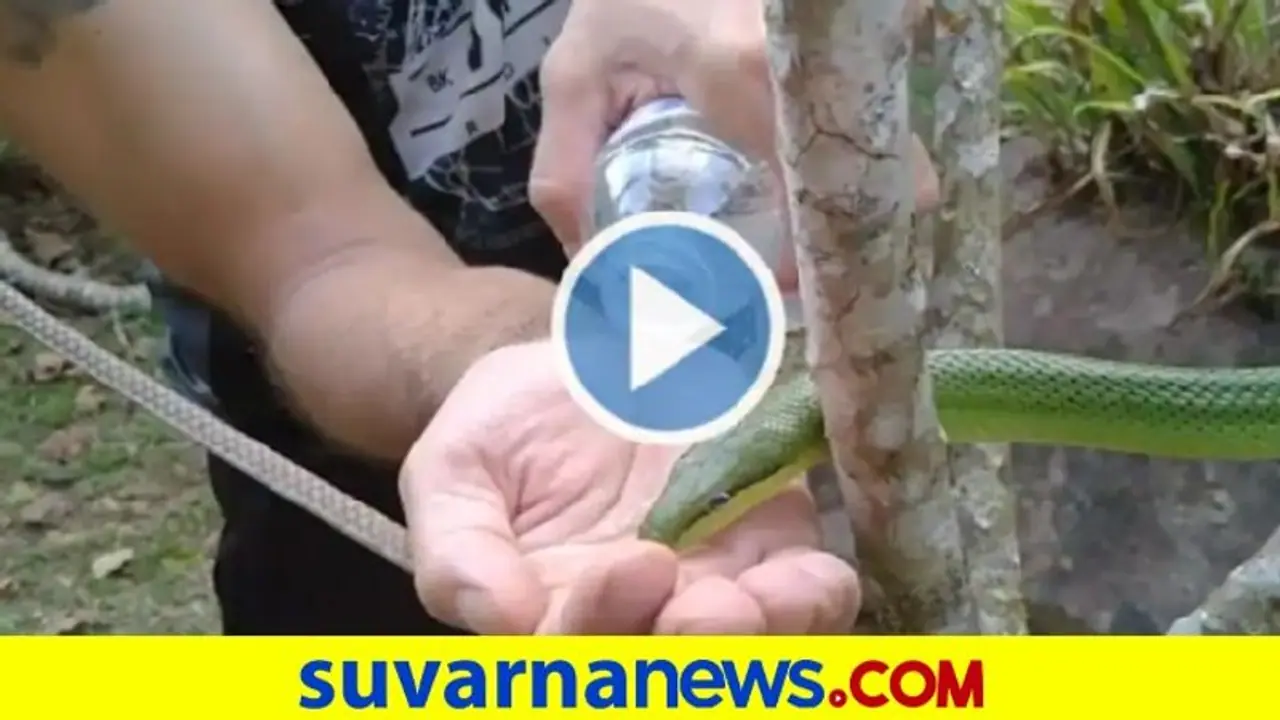 ಎಂಥಾ ಧೈರ್ಯ... ಅಂಗೈ ಮೇಲೆ ಹಾವಿಗೆ ನೀರು ಕುಡಿಸಿದ ವ್ಯಕ್ತಿ