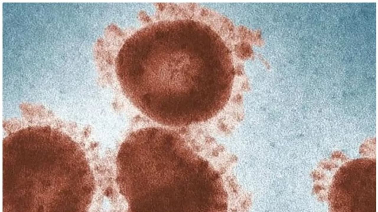 Cancer Drugs : ക്യാൻസർ മരുന്നുകൾ ക്ഷയരോഗത്തെ പ്രതിരോധിച്ചേക്കാമെന്ന് പഠനം