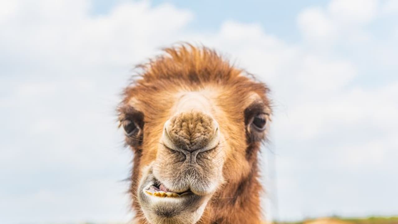 Camel Kills Men: മൃഗശാലയില്‍നിന്ന് ഇറങ്ങിയോടിയ ഒട്ടകം മുന്നില്‍ക്കണ്ട രണ്ടുപേരെ കൊന്നു