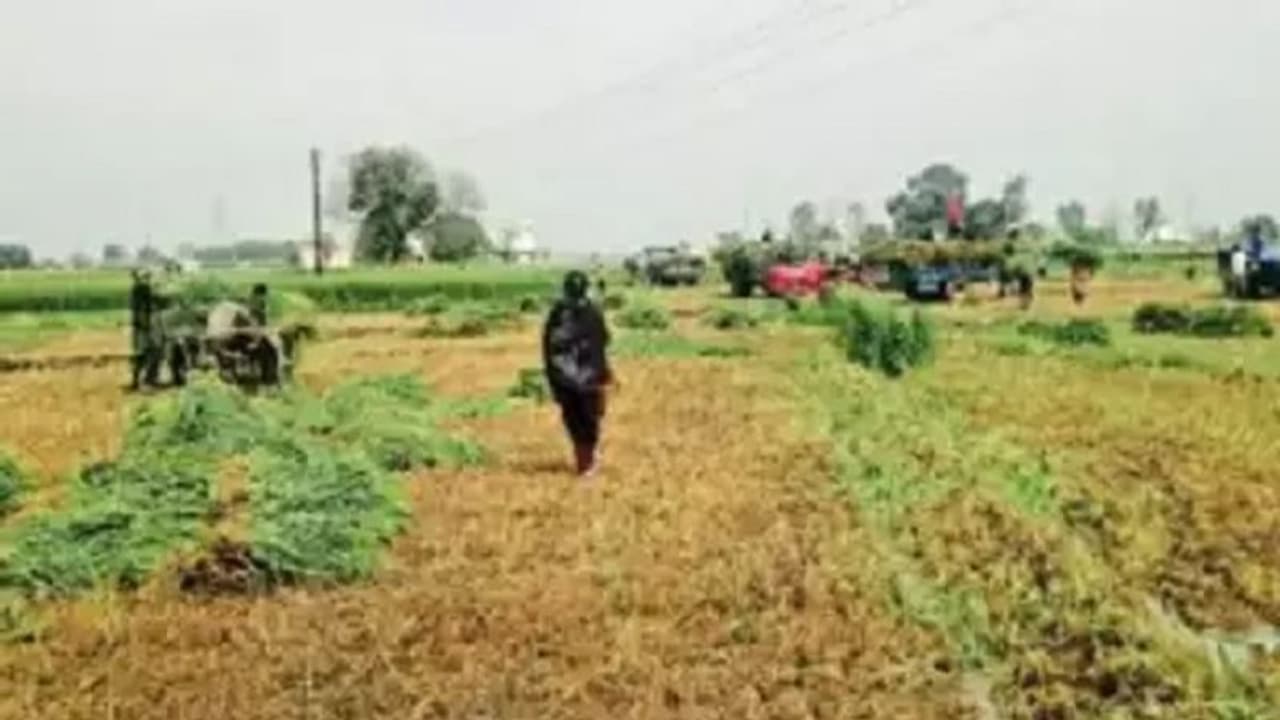 Punjab New CM ಆಪ್ ಸಿಎಂ ಪ್ರಮಾಣವಚನಕ್ಕೆ 40 ಎಕರೆ ಗೋಧಿ ಬೆಳೆ ನಾಶ, ಕ್ರಾಂತಿ ಬದಲು ಕ್ರೌರ್ಯ! Punjab New CM ಆಪ್ ಸಿಎಂ ಪ್ರಮಾಣವಚನಕ್ಕೆ 40 ಎಕರೆ ಗೋಧಿ ಬೆಳೆ ನಾಶ, ಕ್ರಾಂತಿ ಬದಲು ಕ್ರೌರ್ಯ!