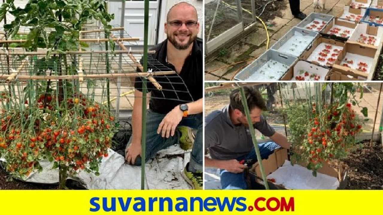 ಟೊಮೆಟೊ ಬೆಳೆದು ಗಿನ್ನೆಸ್ ದಾಖಲೆ : ಒಂದೇ ಗಿಡದಲ್ಲಿ 1200 ಹೆಚ್ಚು ಟೊಮೆಟೋ