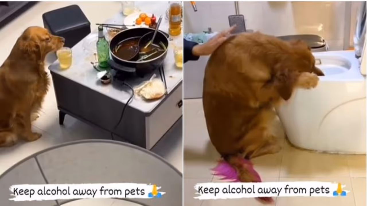 এক গ্লাস বিয়ার চেটে পুটে সাফ, মাতাল হয়ে কোমডে ঝিমুনি সারমেয়র এক গ্লাস বিয়ার চেটে পুটে সাফ, মাতাল হয়ে কোমডে ঝিমুনি সারমেয়র