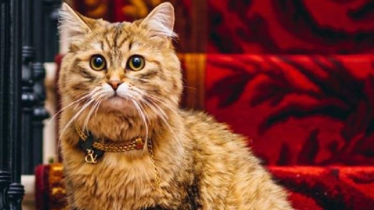 Lilibet cat : ഒരു ദിവസം ഒരു മുറിക്ക് 26 ലക്ഷം വാടകവരുന്ന ഹോട്ടൽ, അവിടെ രാജ്ഞിയായി ഒരു പൂച്ച! Lilibet cat : ഒരു ദിവസം ഒരു മുറിക്ക് 26 ലക്ഷം വാടകവരുന്ന ഹോട്ടൽ, അവിടെ രാജ്ഞിയായി ഒരു പൂച്ച!