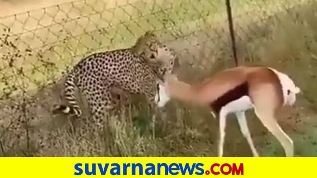 ದಾಳಿ ಮಾಡಲು ಬಂದ ಚಿರತೆ ಮುಂದೆ ಧೈರ್ಯವಾಗಿ ನಿಂತ ಮೂರುಕಾಲಿನ ಜಿಂಕೆ