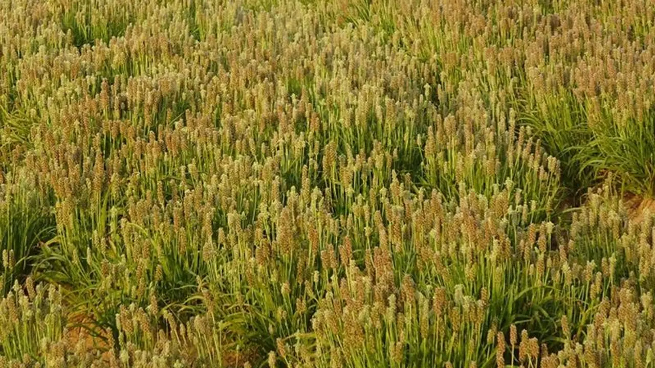 জেনেটিকালি মডিফায়েড শষ্য পরীক্ষানিরীক্ষায় আরও পথ এগোল ভারত জেনেটিকালি মডিফায়েড শষ্য পরীক্ষানিরীক্ষায় আরও পথ এগোল ভারত