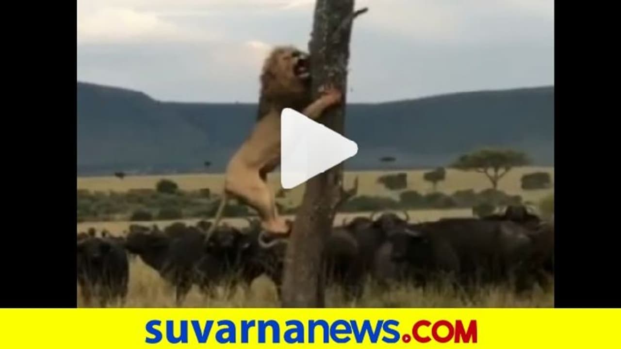 ಇದೆಂಥಾ ಸಿಂಹ : ಎಮ್ಮೆಗಳ ಹಿಂಡು ನೋಡಿ ಮರ ಏರಿದ ಕಾಡಿನ ರಾಜ!