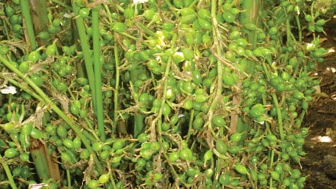 1 ಹೆಕ್ಟೇರ್ನಲ್ಲಿ 150 ಕೆ. ಜಿ ಉತ್ಪಾದನೆ, ಈ ಫಸಲಿನಿಂದ ಗಳಿಸಿ 2 ರಿಂದ 3 ಲಕ್ಷ ಸಂಪಾದನೆ! 1 ಹೆಕ್ಟೇರ್ನಲ್ಲಿ 150 ಕೆ. ಜಿ ಉತ್ಪಾದನೆ, ಈ ಫಸಲಿನಿಂದ ಗಳಿಸಿ 2 ರಿಂದ 3 ಲಕ್ಷ ಸಂಪಾದನೆ!