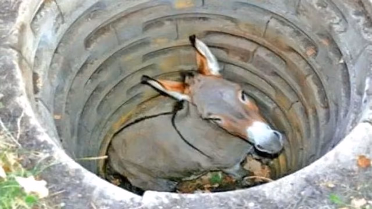 बूढ़ा गधा कुएं में गिर गया, लोग उस पर मिट्टी डालने लगे, इसके बाद गधे ने जो किया वो हैरान कर देने वाला था बूढ़ा गधा कुएं में गिर गया, लोग उस पर मिट्टी डालने लगे, इसके बाद गधे ने जो किया वो हैरान कर देने वाला था