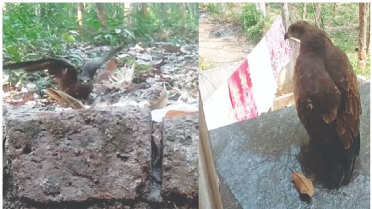 പൂന്താനം ചക്കുഴിയില് പരുന്തിന്റെ അക്രമണം മൂലം പുറത്തിറങ്ങാന് പറ്റുന്നില്ലെന്ന് നാട്ടുകാരുടെ പരാതി പൂന്താനം ചക്കുഴിയില് പരുന്തിന്റെ അക്രമണം മൂലം പുറത്തിറങ്ങാന് പറ്റുന്നില്ലെന്ന് നാട്ടുകാരുടെ പരാതി