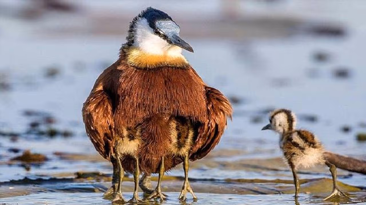 African Jacana : ആറ് കാലുള്ള പക്ഷിയോ? അപൂർവ ചിത്രവുമായി ഫോട്ടോഗ്രാഫർ, പിന്നിലെ സത്യം African Jacana : ആറ് കാലുള്ള പക്ഷിയോ? അപൂർവ ചിത്രവുമായി ഫോട്ടോഗ്രാഫർ, പിന്നിലെ സത്യം