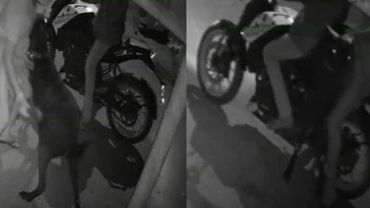 KTM பைக்கில் வந்து ஆடு திருடும் கும்பல்.. அதிரடி வைக்கும் சிசிடிவி காட்சிகள்..!