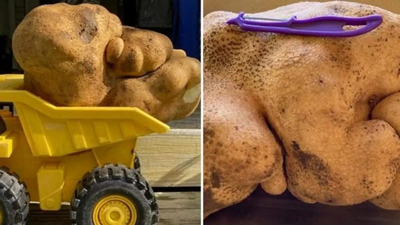 'It's a tuber, not potato': Guinness World Records confirms, refuses New Zealand couple's application 'It's a tuber, not potato': Guinness World Records confirms, refuses New Zealand couple's application