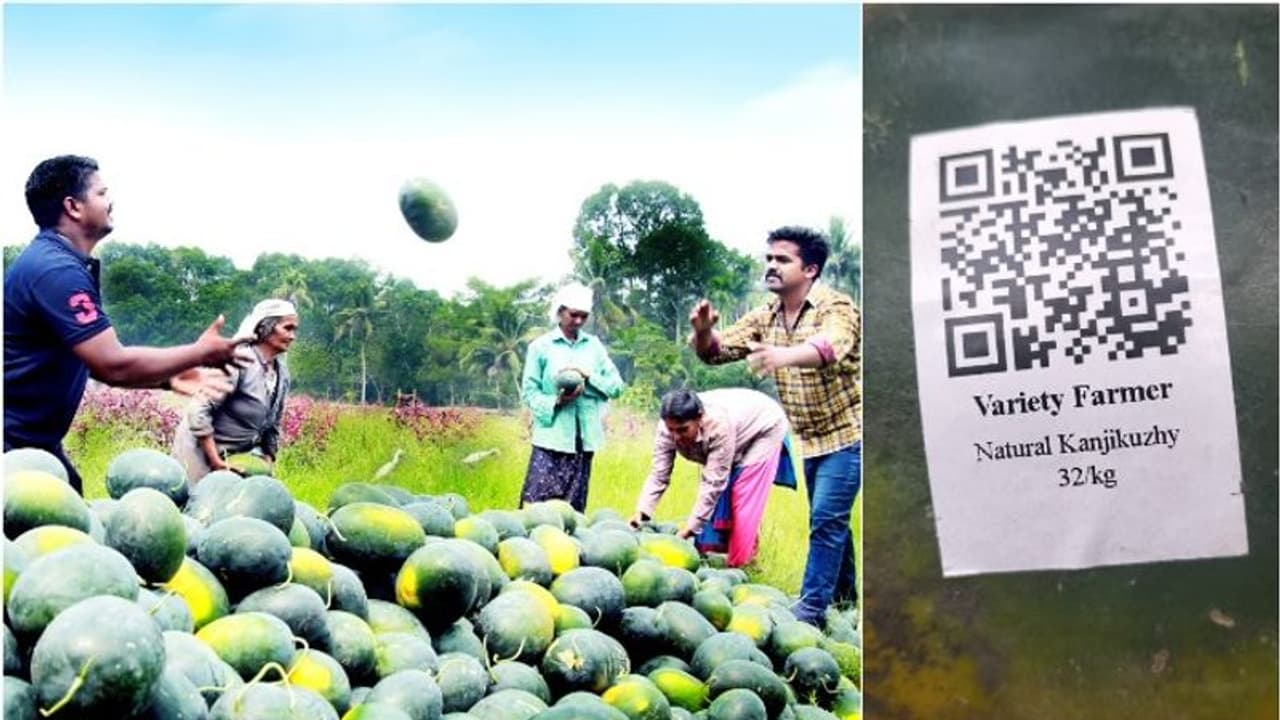 തണ്ണിമത്തനിലും ക്യൂ ആർ കോഡ്, വിഷമില്ലാത്ത ഫലം തിരിച്ചറിയാനെന്ന് കർഷകൻ തണ്ണിമത്തനിലും ക്യൂ ആർ കോഡ്, വിഷമില്ലാത്ത ഫലം തിരിച്ചറിയാനെന്ന് കർഷകൻ