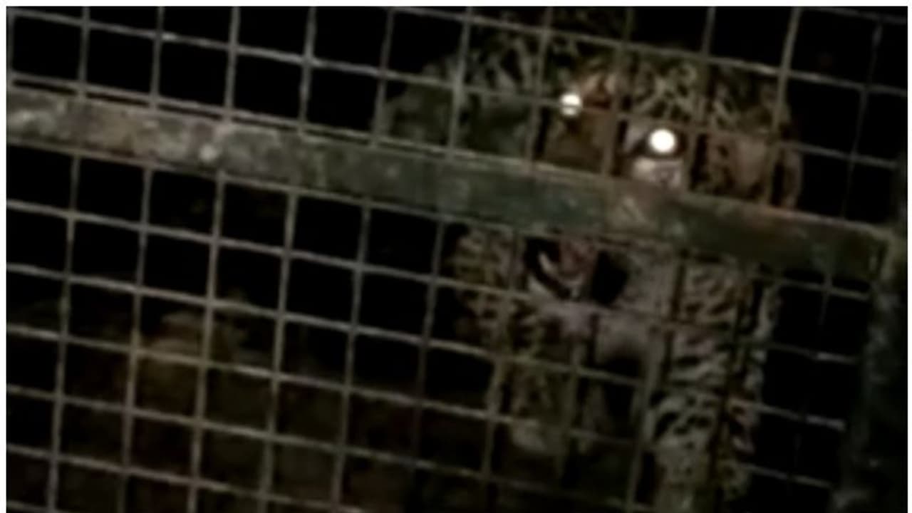 Leopard: പാലക്കാട് ധോണിയിൽ ജനവാസമേഖലയിലിറങ്ങിയ പുലിയെ പിടിച്ചു; വനത്തിലേക്ക് തുറന്നുവിടും Leopard: പാലക്കാട് ധോണിയിൽ ജനവാസമേഖലയിലിറങ്ങിയ പുലിയെ പിടിച്ചു; വനത്തിലേക്ക് തുറന്നുവിടും