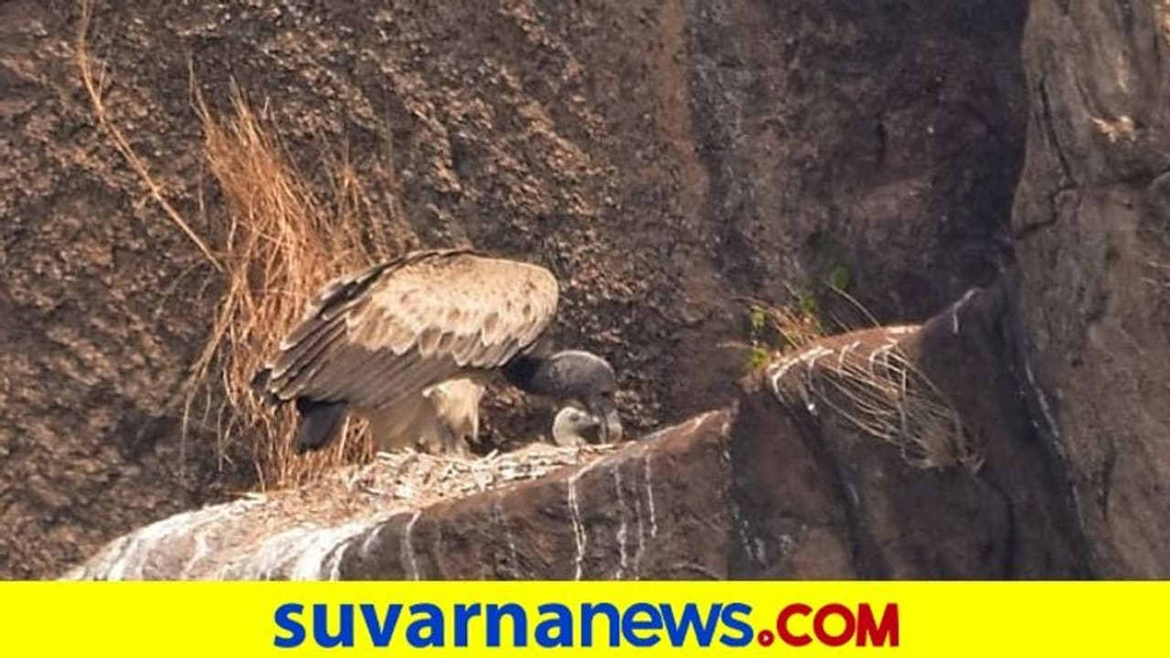 ಮರಿಗೆ ಜನ್ಮ ನೀಡಿದ ಅಪರೂಪದ ಉದ್ದಕೊಕ್ಕಿನ ರಣಹದ್ದು: ಪರಿಸರ ಪ್ರೇಮಿಗಳಲ್ಲಿ ಸಂತಸ