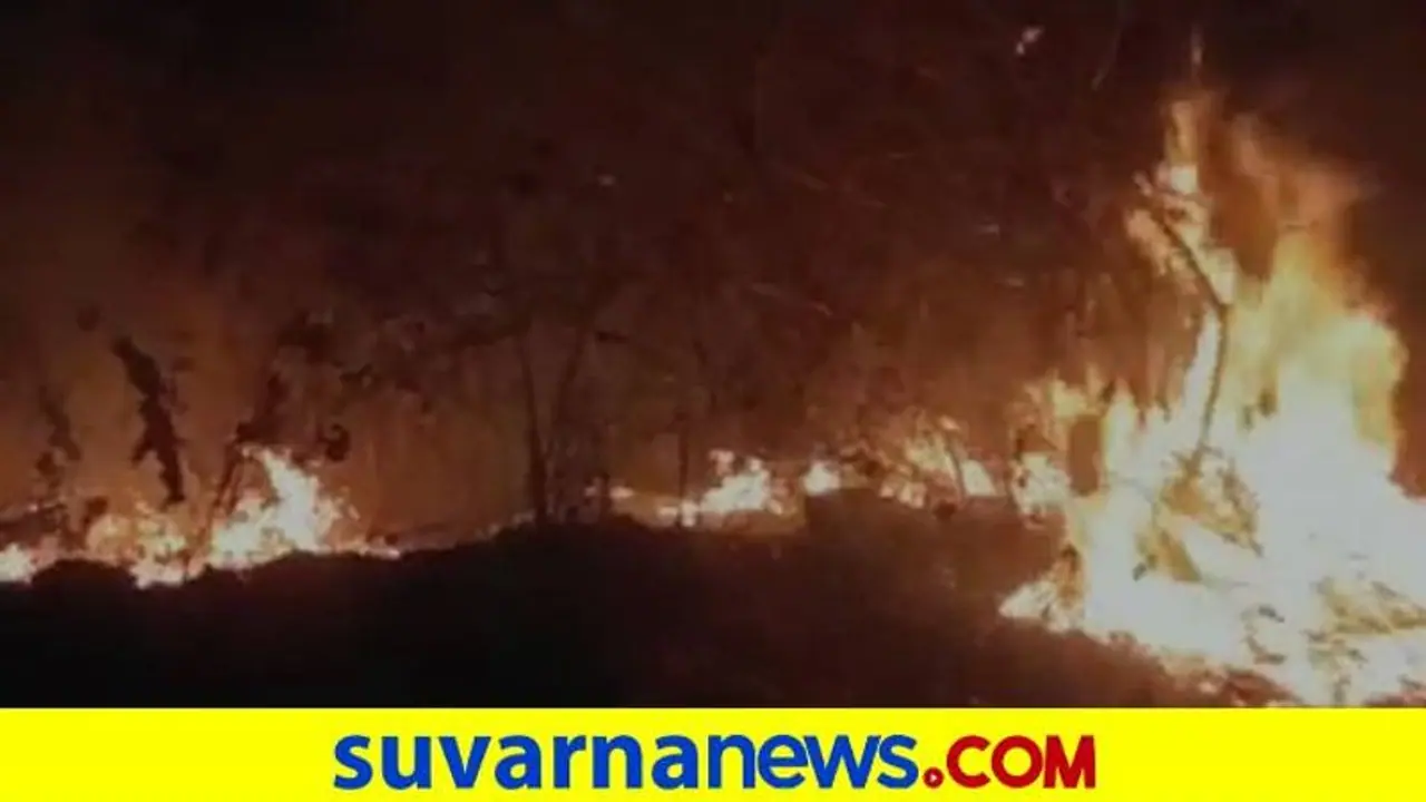 Chikkamagaluru: ಆಕಸ್ಮಿಕ ಬೆಂಕಿಗೆ ಸುಟ್ಟು ಭಸ್ಮವಾದ ಅರಣ್ಯ ಪ್ರದೇಶ Chikkamagaluru: ಆಕಸ್ಮಿಕ ಬೆಂಕಿಗೆ ಸುಟ್ಟು ಭಸ್ಮವಾದ ಅರಣ್ಯ ಪ್ರದೇಶ