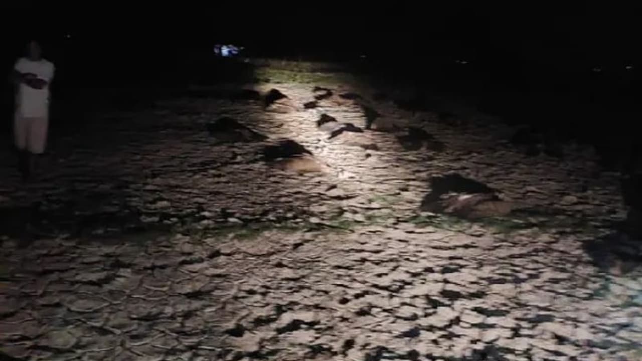 വംശനാശഭീഷണി നേരിടുന്ന നൂറോളം കഴുകന്മാ‍ർ കൂട്ടത്തോടെ ചത്തനിലയിൽ, വിഷം വച്ചതെന്ന് സംശയം