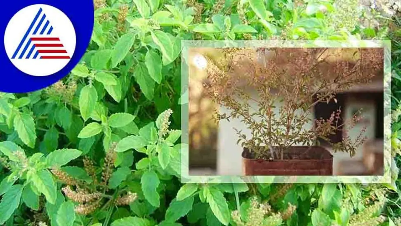 Vastu Tips: ಮನೆಯಲ್ಲಿರುವ ತುಳಸಿ ಗಿಡ ಒಣಗ್ತಿದ್ರೆ ಎಚ್ಚೆತ್ತುಕೊಳ್ಳಿ, ಇದು ಶುಭಸೂಚಕವಲ್ಲ ! Vastu Tips: ಮನೆಯಲ್ಲಿರುವ ತುಳಸಿ ಗಿಡ ಒಣಗ್ತಿದ್ರೆ ಎಚ್ಚೆತ್ತುಕೊಳ್ಳಿ, ಇದು ಶುಭಸೂಚಕವಲ್ಲ !