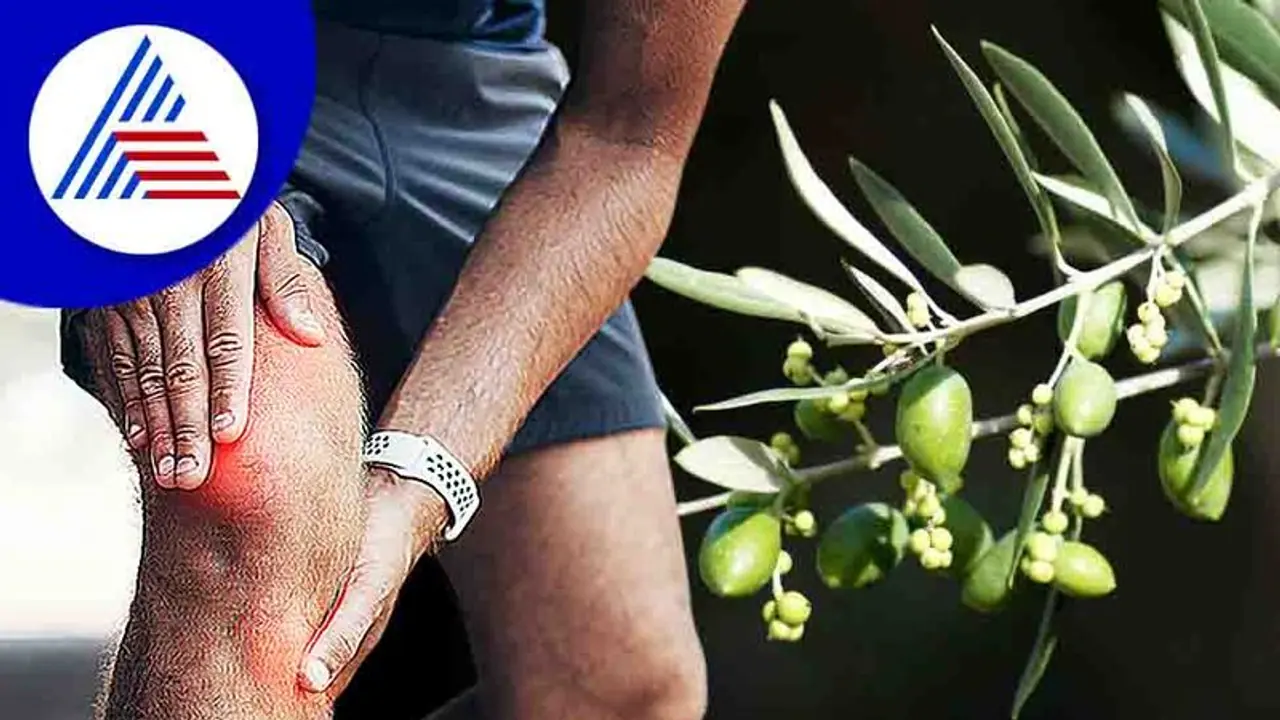 Knee Pain: ಮಂಡಿ ನೋವೇ ? ಆಲಿವ್ ಎಲೆಗಳಲ್ಲಿದೆ ಪರಿಹಾರ Knee Pain: ಮಂಡಿ ನೋವೇ ? ಆಲಿವ್ ಎಲೆಗಳಲ್ಲಿದೆ ಪರಿಹಾರ