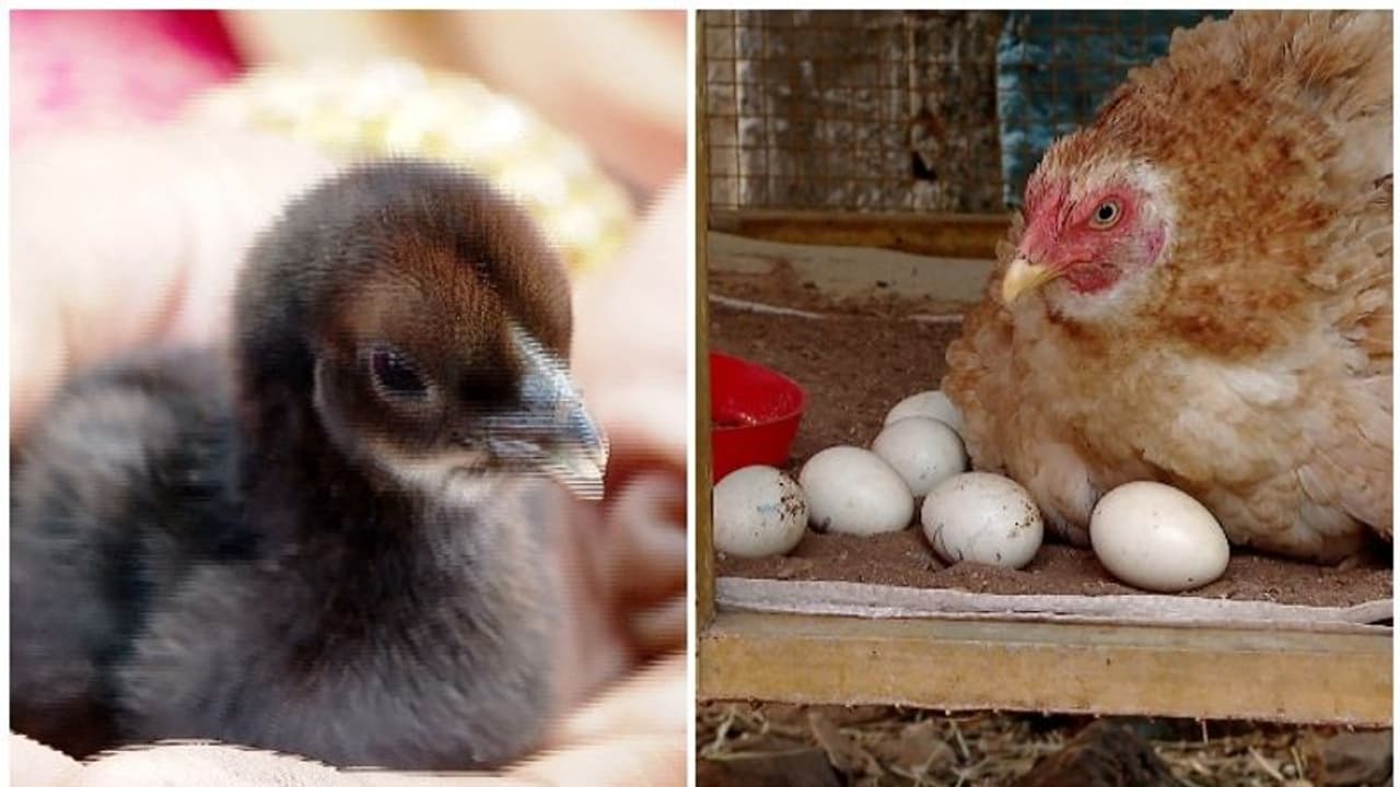 14 ദിവസം കൊണ്ട് കോഴിമുട്ട വിരിഞ്ഞു, കാരണമന്വേഷിച്ച് വീട്ടുകാര് 14 ദിവസം കൊണ്ട് കോഴിമുട്ട വിരിഞ്ഞു, കാരണമന്വേഷിച്ച് വീട്ടുകാര്