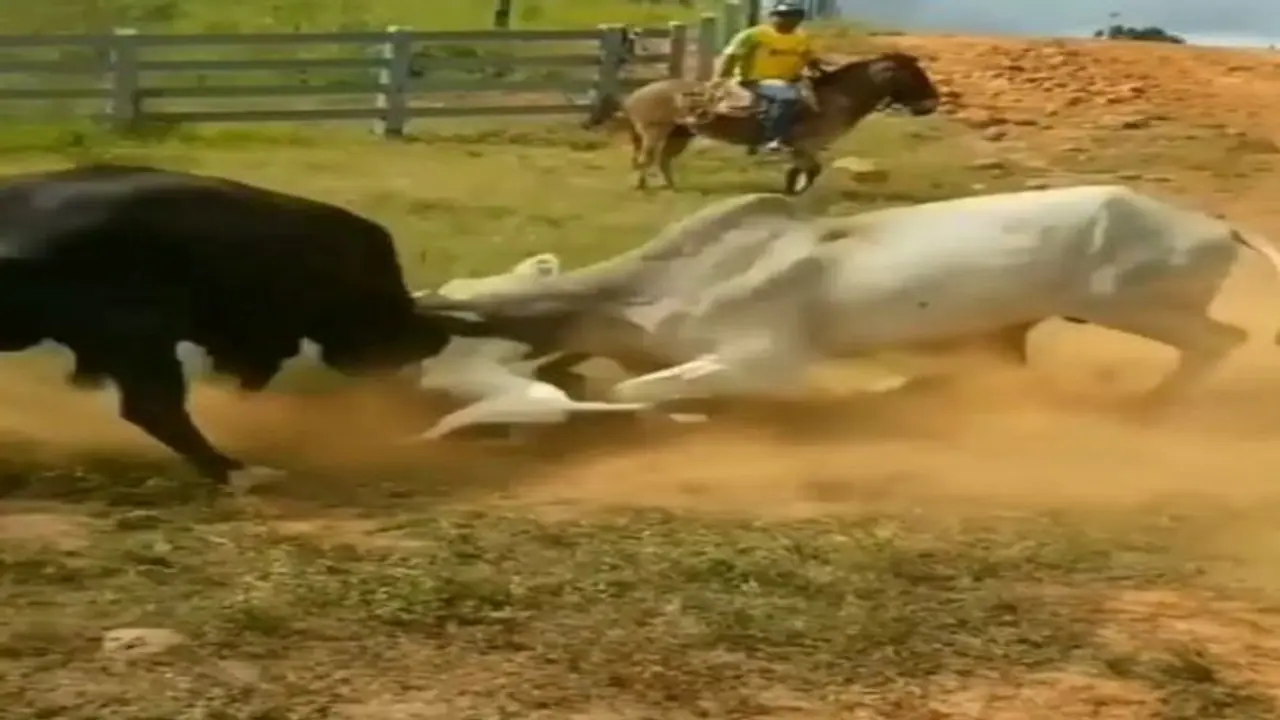 सांडों के बीच हो रही थी भयंकर लड़ाई, तभी बीच में आ गया कुत्ता, Viral Video में देखिए फिर आगे क्या हुआ सांडों के बीच हो रही थी भयंकर लड़ाई, तभी बीच में आ गया कुत्ता, Viral Video में देखिए फिर आगे क्या हुआ