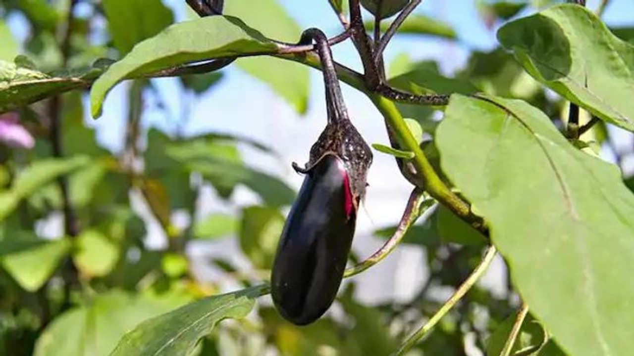 വഴുതന വളർത്താം, വിളവെടുക്കാം പാത്രങ്ങളിലും ചട്ടികളിലും വഴുതന വളർത്താം, വിളവെടുക്കാം പാത്രങ്ങളിലും ചട്ടികളിലും
