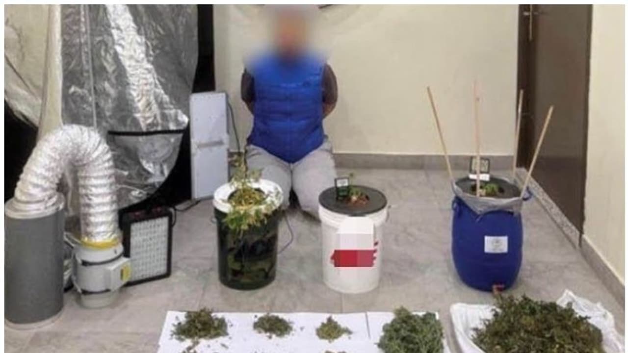 താമസ സ്ഥലത്ത് കഞ്ചാവ് കൃഷിയും വില്‍പനയും; കുവൈത്തില്‍ രണ്ട് പേര്‍ അറസ്റ്റില്‍