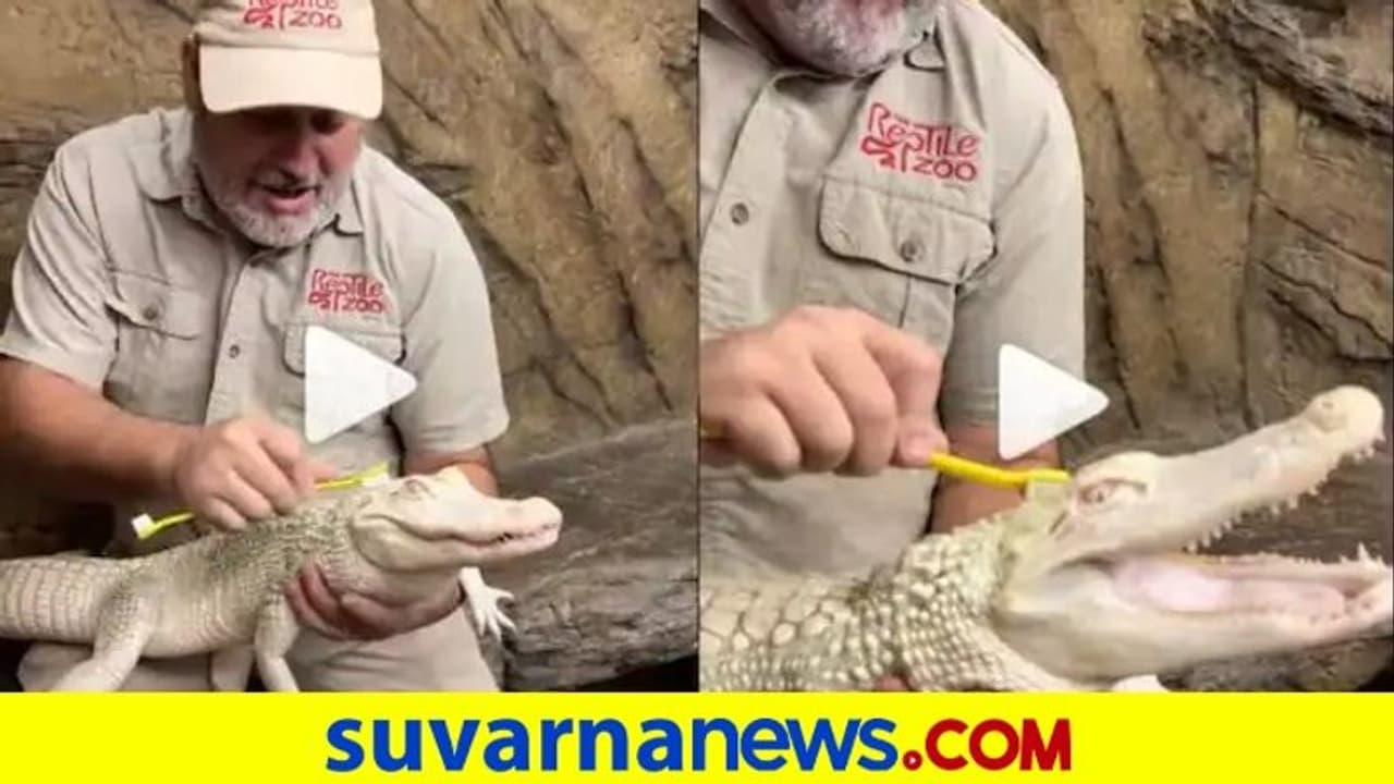 ಆಹಾ ಆಹಾ.. ಬೆನ್ನುಜ್ಜುವುದನ್ನು ಆನಂದಿಸುವ ಮರಿ ಮೊಸಳೆ